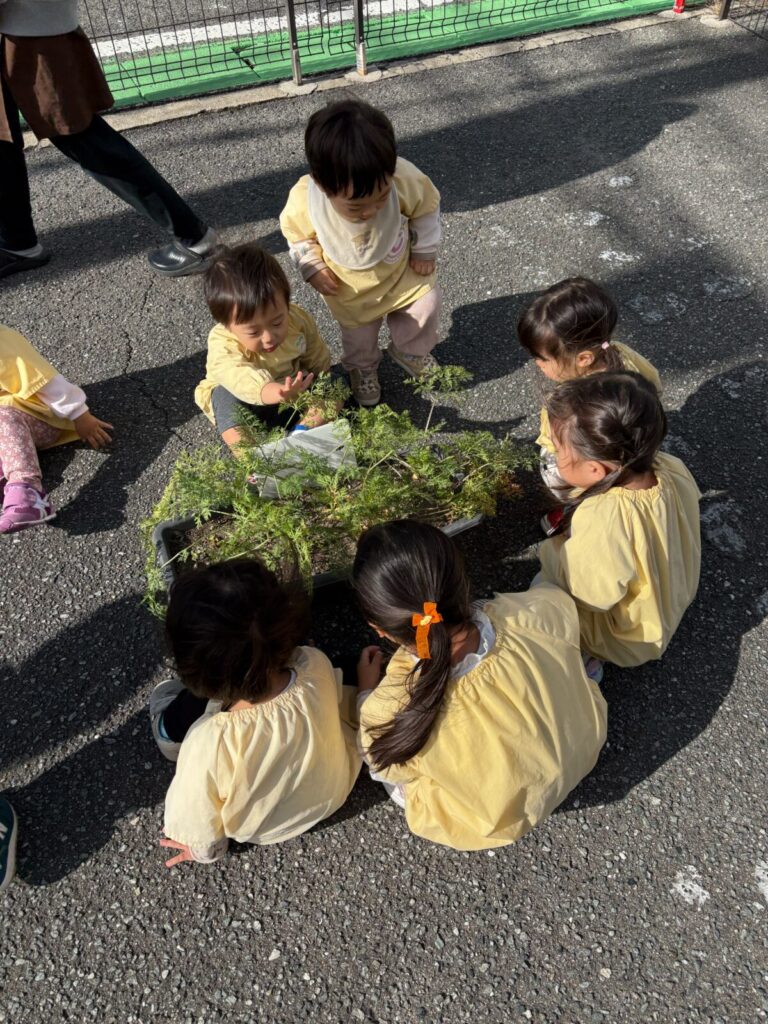 にんじん収穫✨